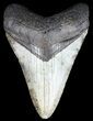 Bargain, Megalodon Tooth - North Carolina #54766-1